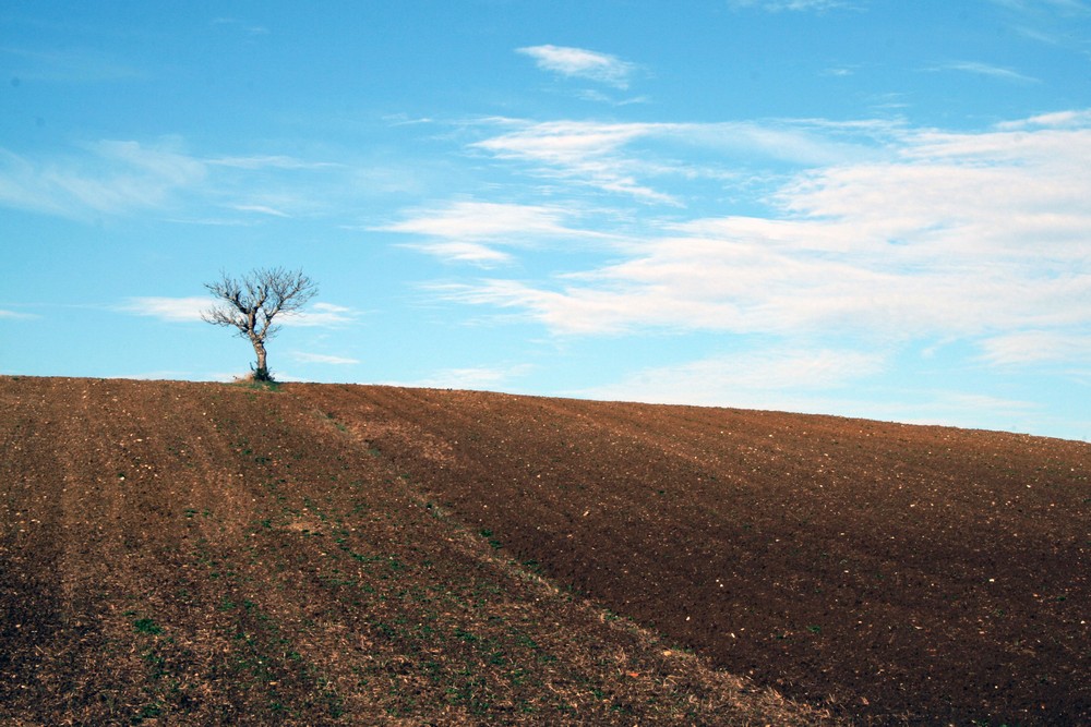 L'albero