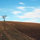 L'albero