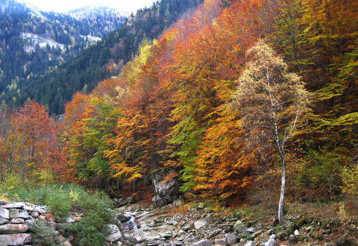 L'albero fantasma