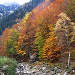 L'albero fantasma