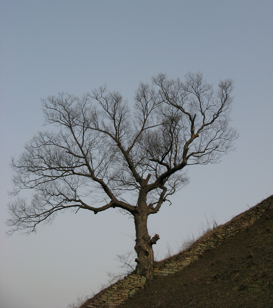 L'albero, Gongju, South Korea, march 2010