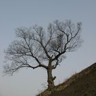 L'albero, Gongju, South Korea, march 2010