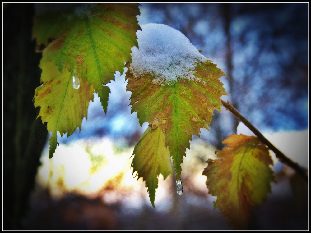 L'albero ha il raffreddore (rip.)