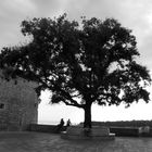 L'albero in piazza..Isola di Raab