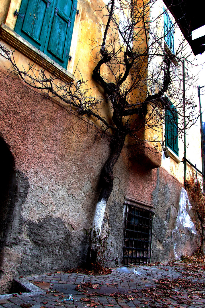 l'albero maestro