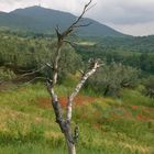 L'ALBERO MORTO