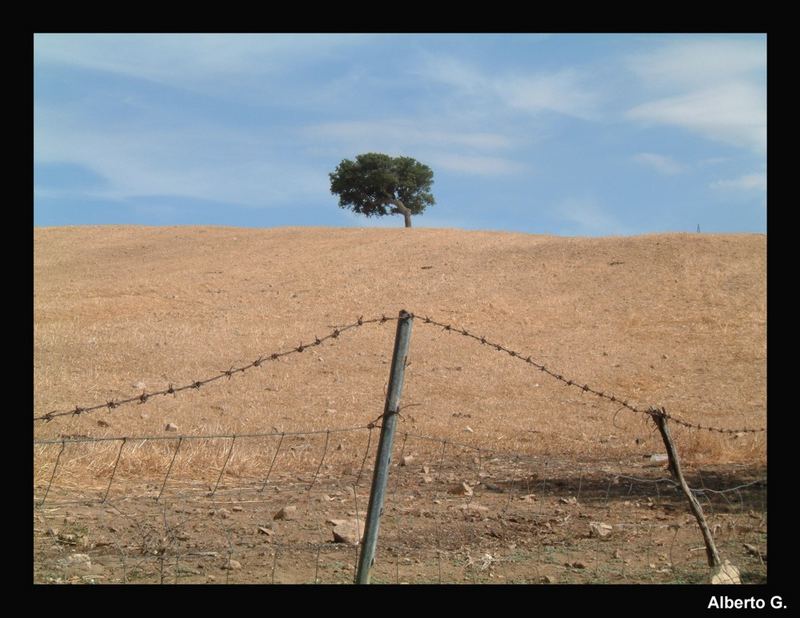 L'albero nel recinto