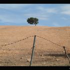 L'albero nel recinto