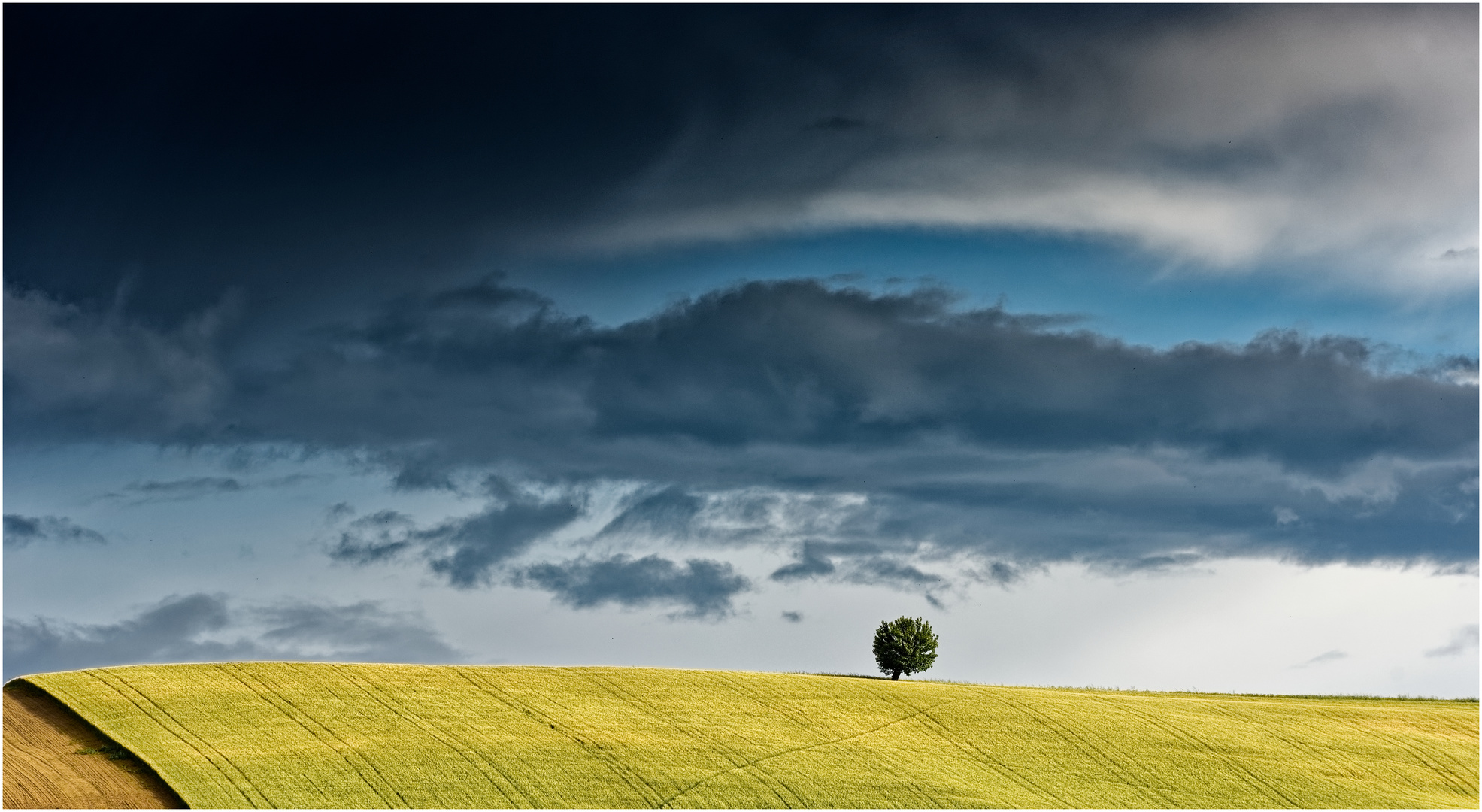 „ l'albero ... nel terreno tagliato “