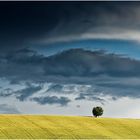 „ l'albero ... nel terreno tagliato “