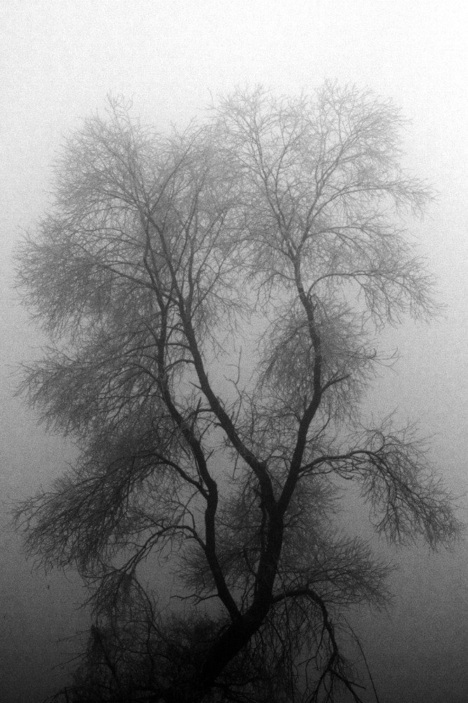 L'albero nella nebbia