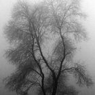 L'albero nella nebbia