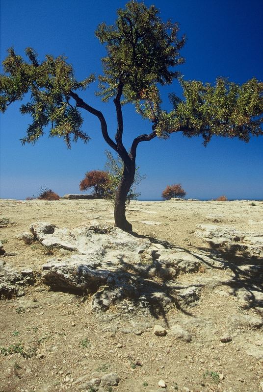 L'ALBERO NELLA VALLE