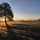 l'albero racconta (4)