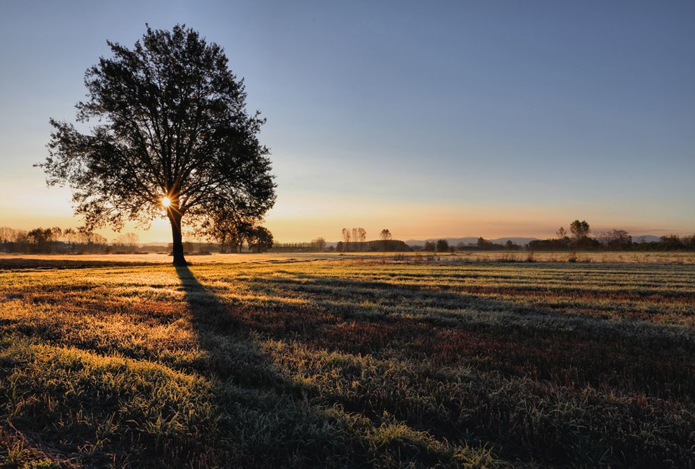 l'albero racconta (4)