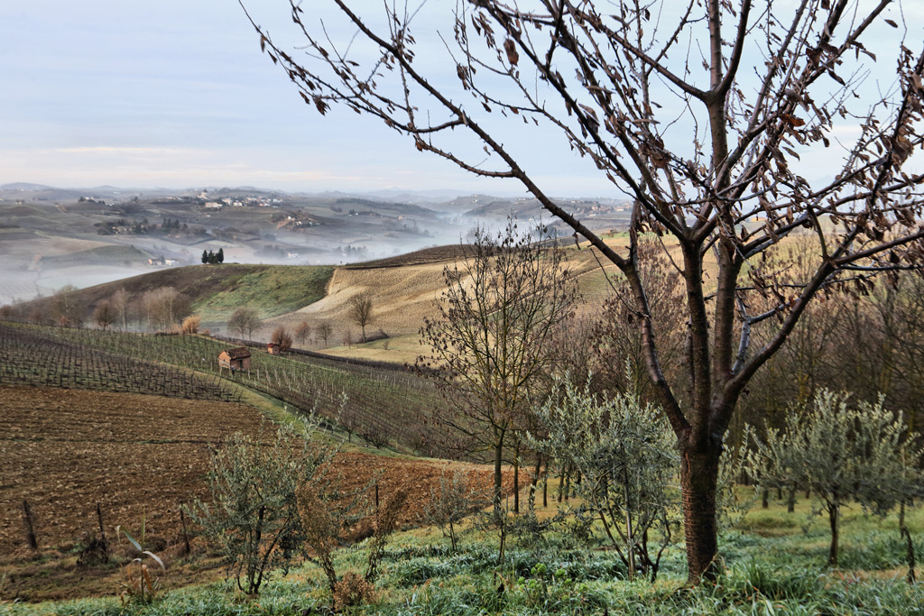 l'albero racconta