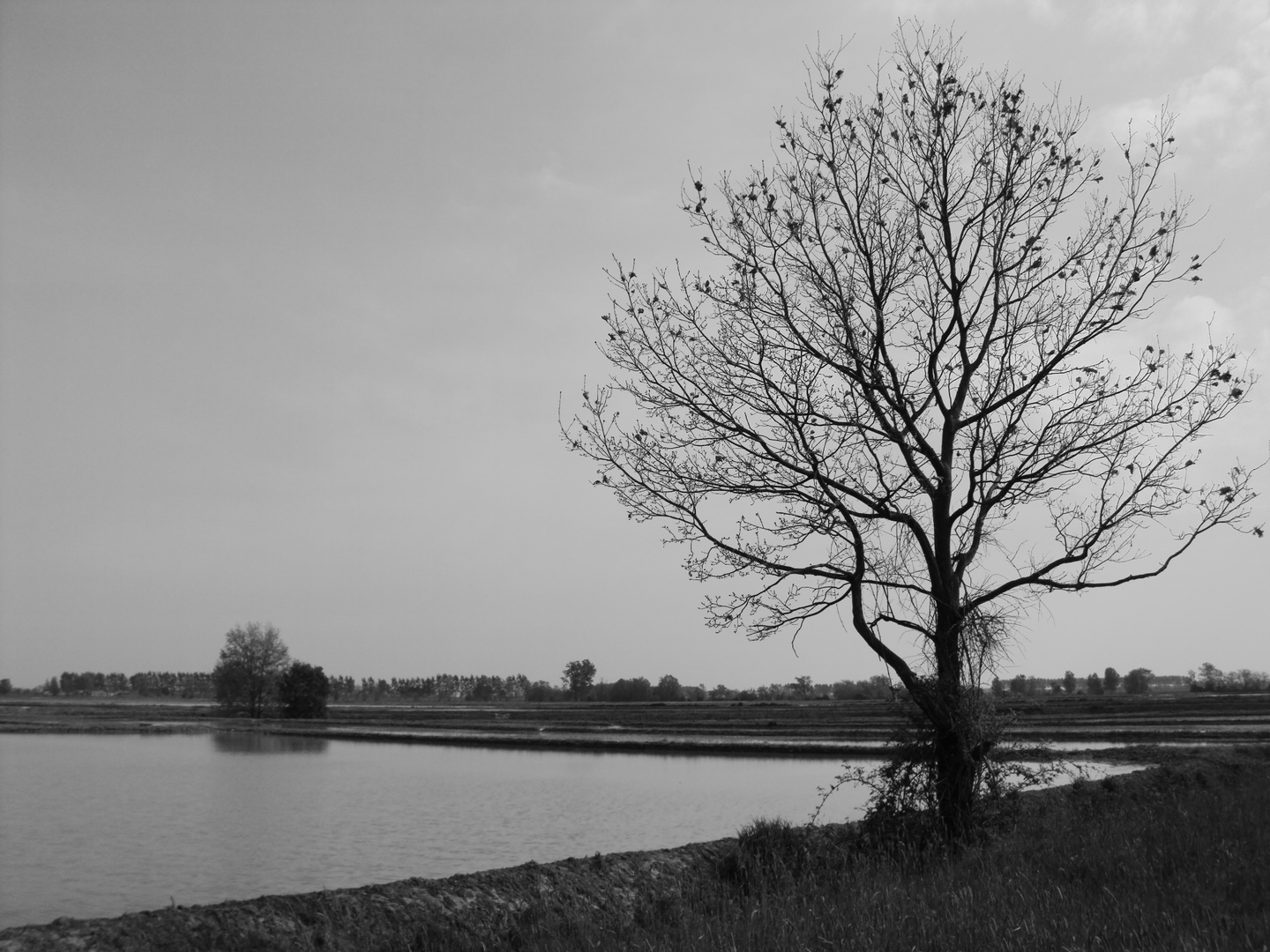 L'albero solitario