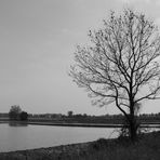 L'albero solitario