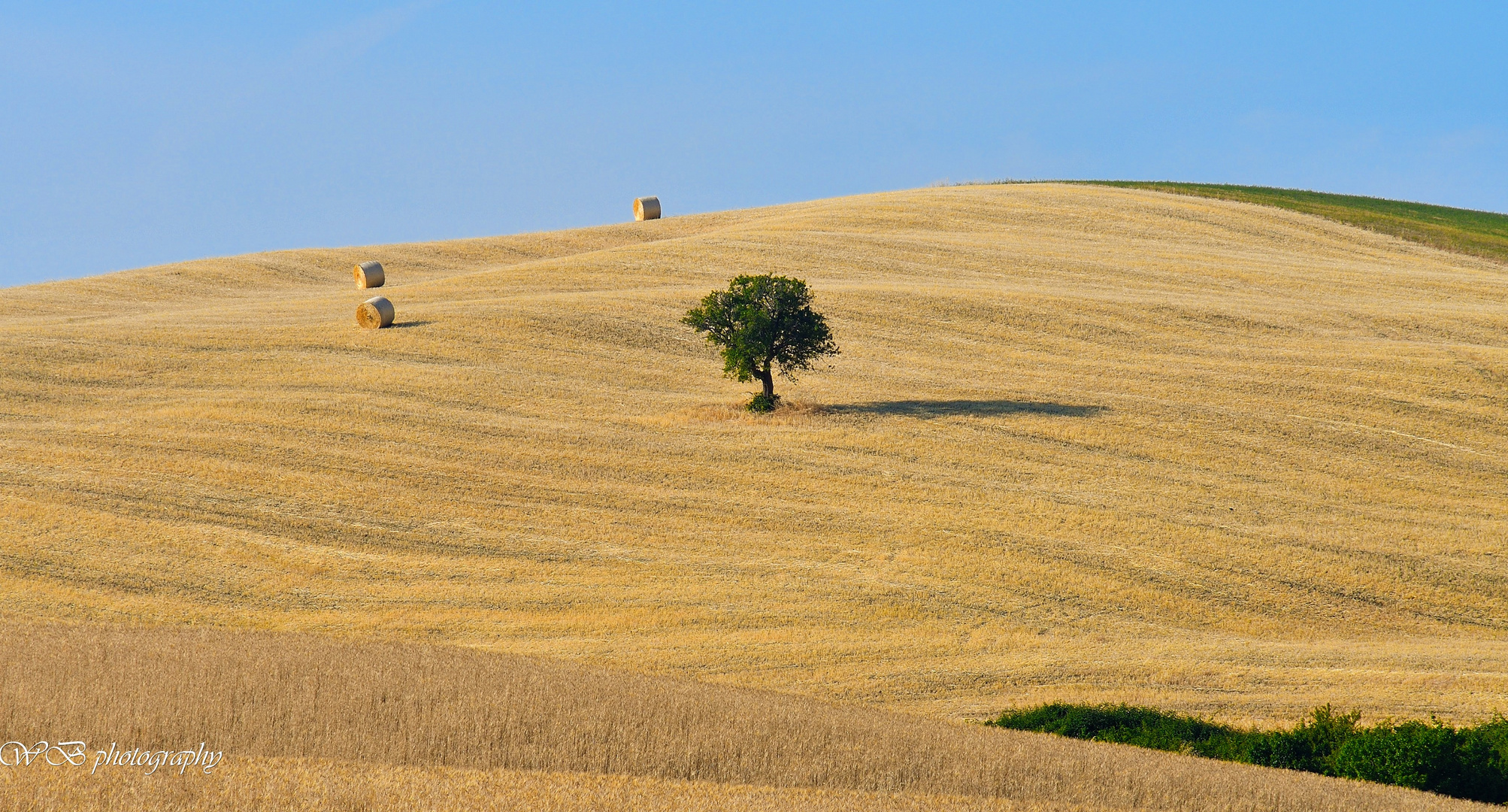 ....l'albero solitario.....