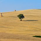 ....l'albero solitario.....