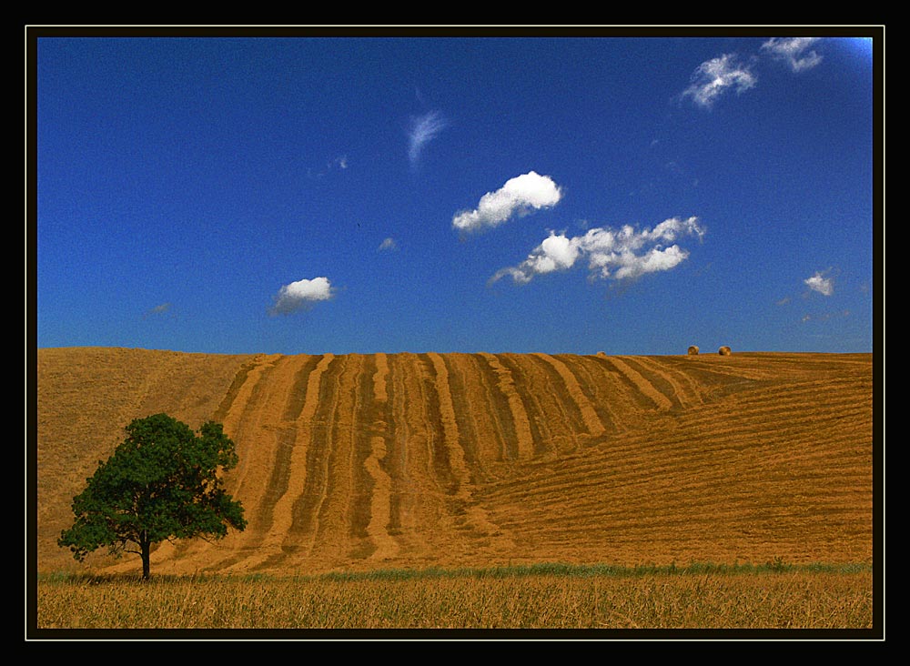 L'albero solitario