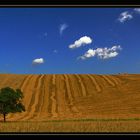 L'albero solitario