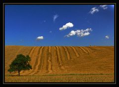 L'albero solitario