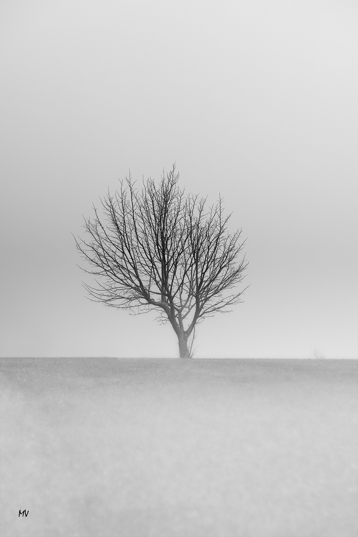 L'albero solitario 