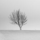 L'albero solitario 