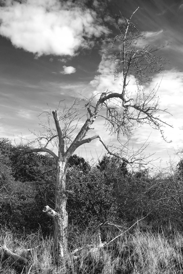 L'albero solitario