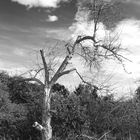 L'albero solitario