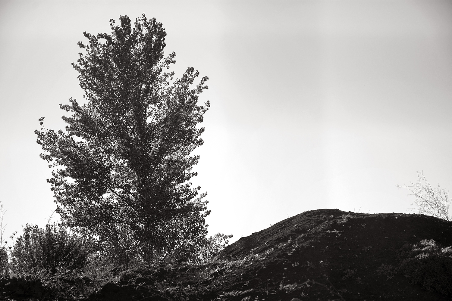 L'albero solitario