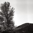 L'albero solitario