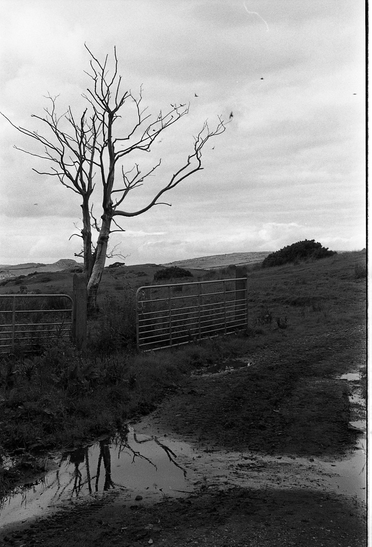 L'albero spoglio.