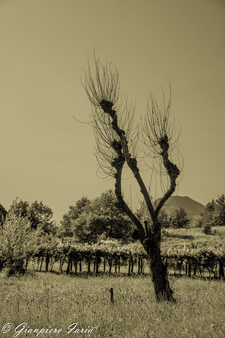 L'albero spoglio