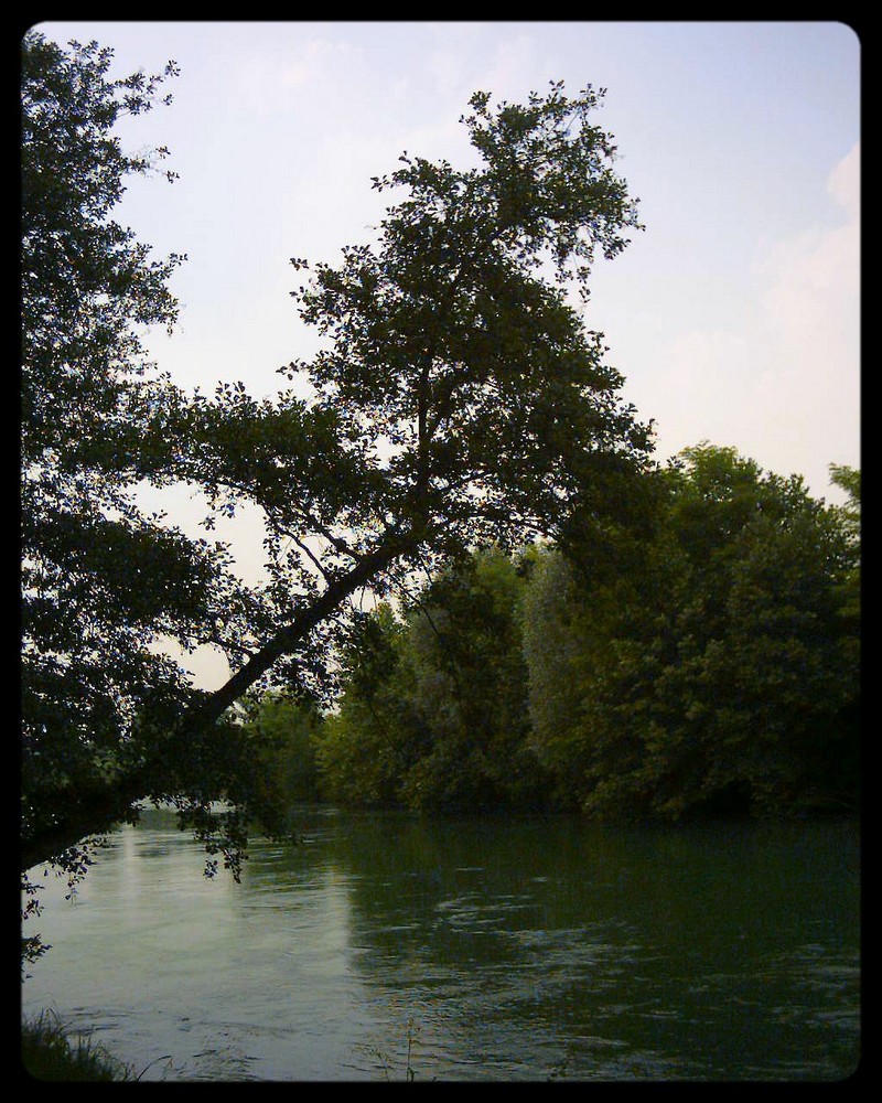 L'albero sta cadendo