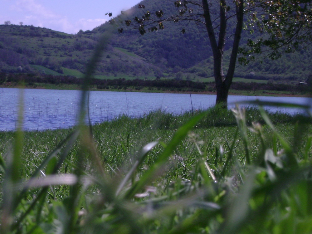 L'albero sul lago...