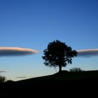 l'albero tra le nuvole