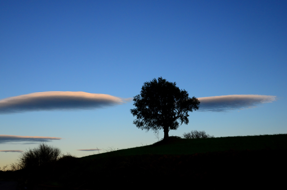 l'albero tra le nuvole