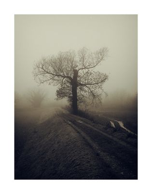 L'Albero_003 - La rinascita