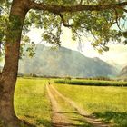 L'albero...il migliore amico dell'uomo