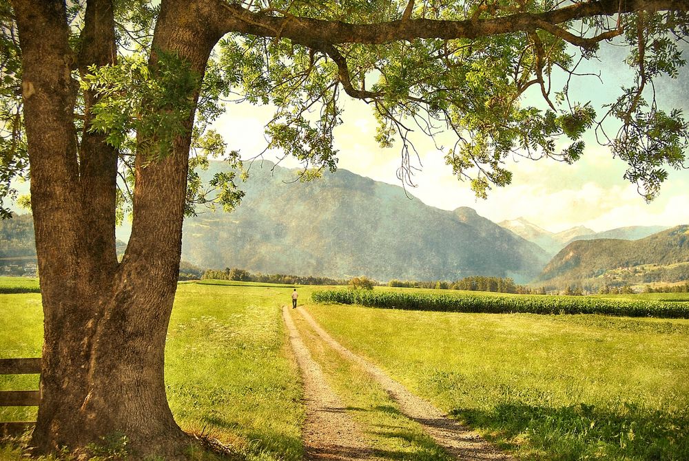 L'albero...il migliore amico dell'uomo