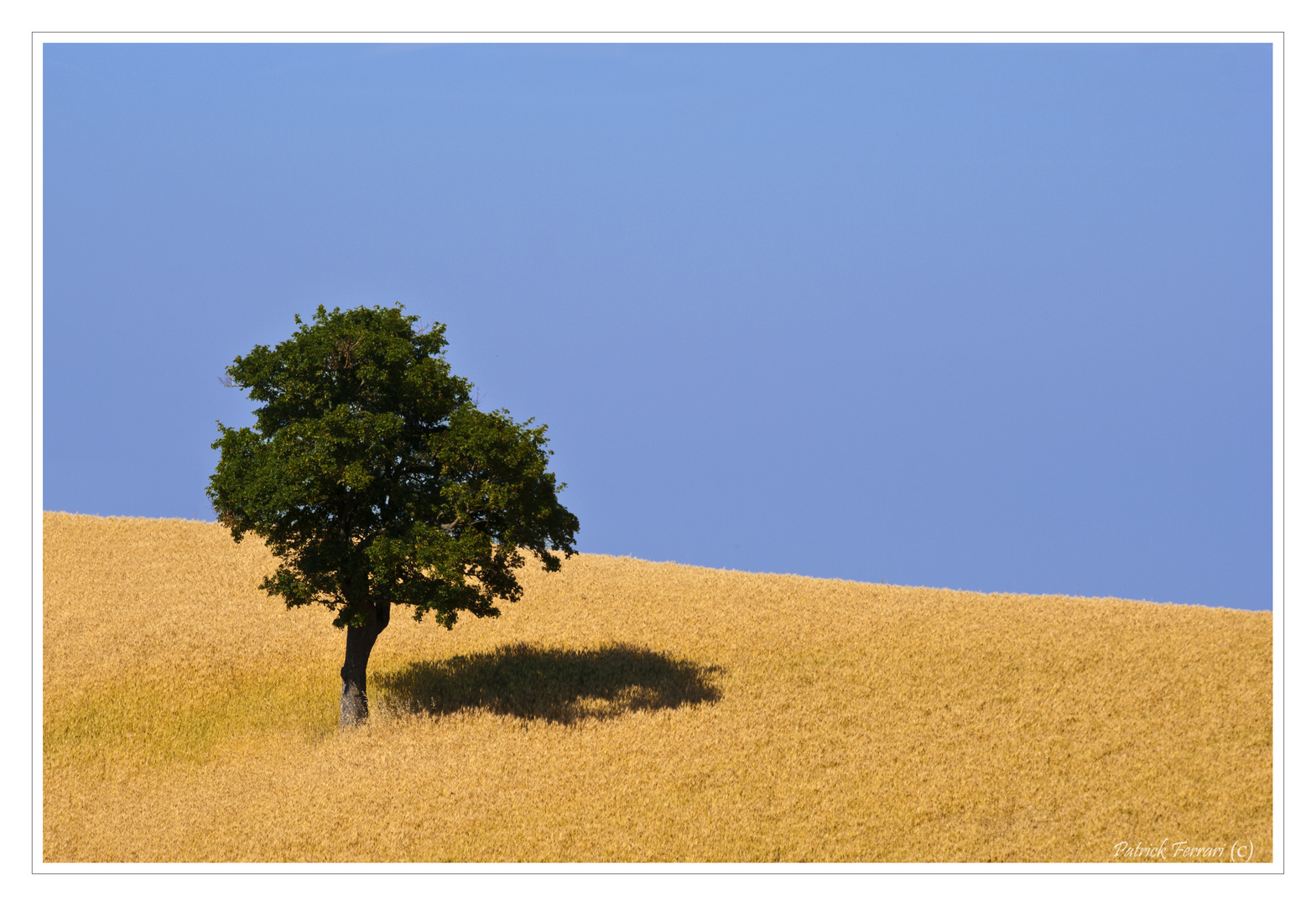 L'albero......solitario