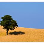 L'albero......solitario