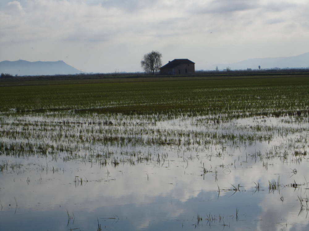 L'Albufera 2