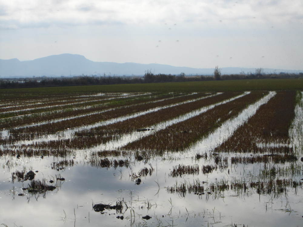 L'Albufera 3