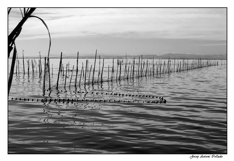 L'Albufera