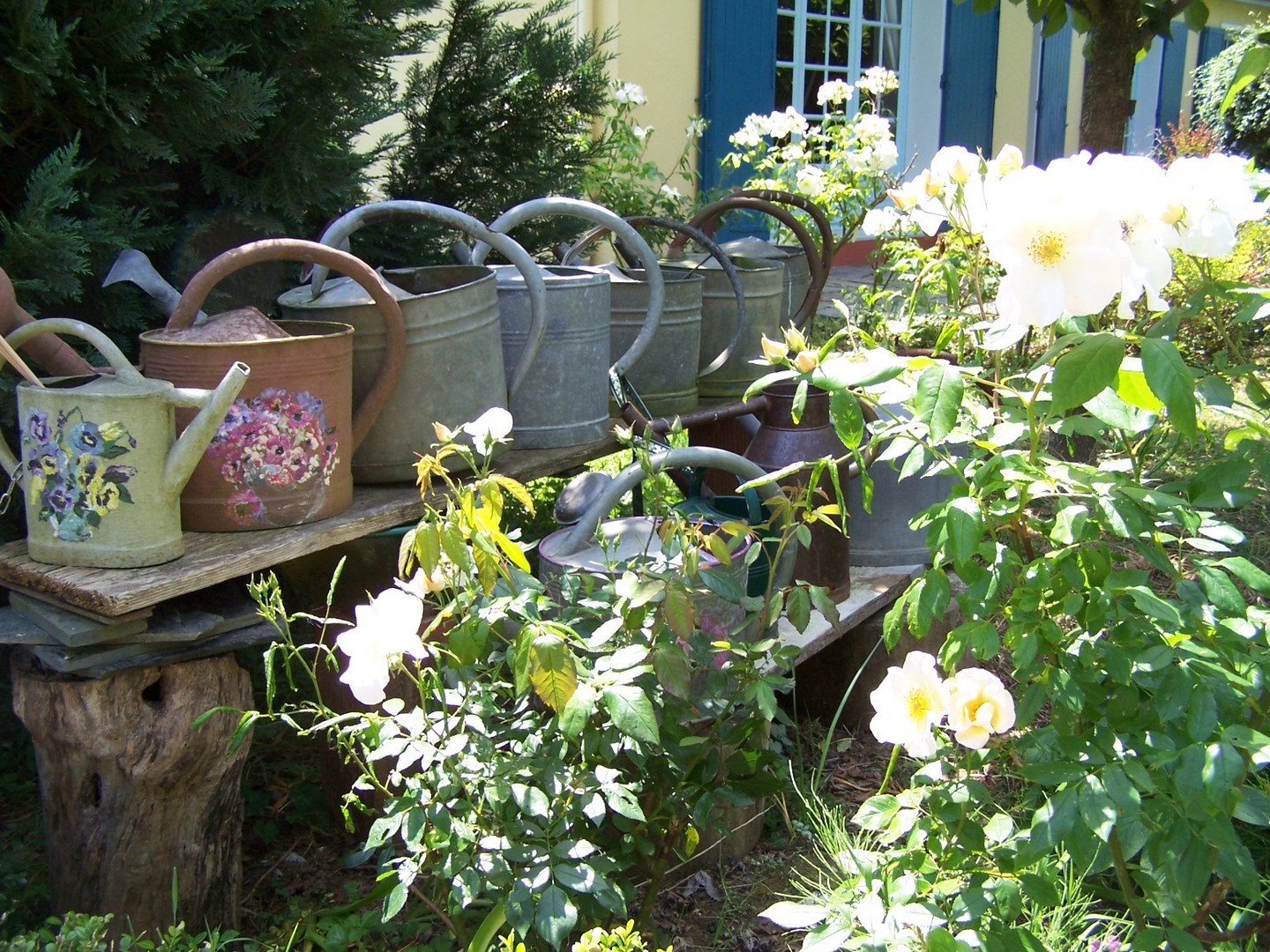 L'alignement des vieux arrosoirs en zinc dans le jardin.