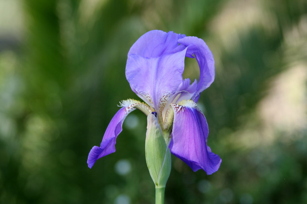 Lalilu - oder die lila Lilie
