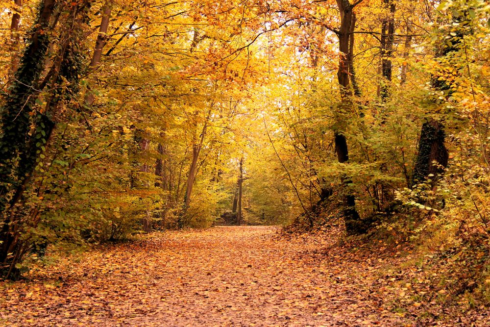 l'allée des feuilles !